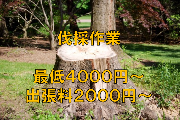 長野県で伐採・抜根業者をお探しの方