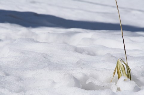 長野県で除雪・雪下ろし業者をお探しの方は私たちにお任せ下さい！