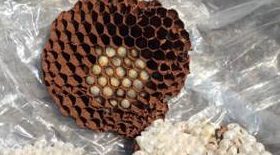 佐久市にてハチの巣駆除・撤去のご依頼に行ってきました！