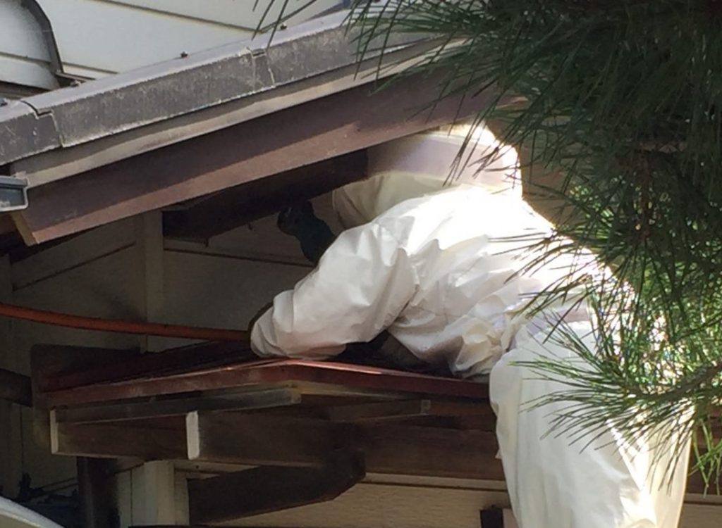 【佐久市】屋根裏に出来たハチの巣の駆除！５０ｃｍを超える大捕物！