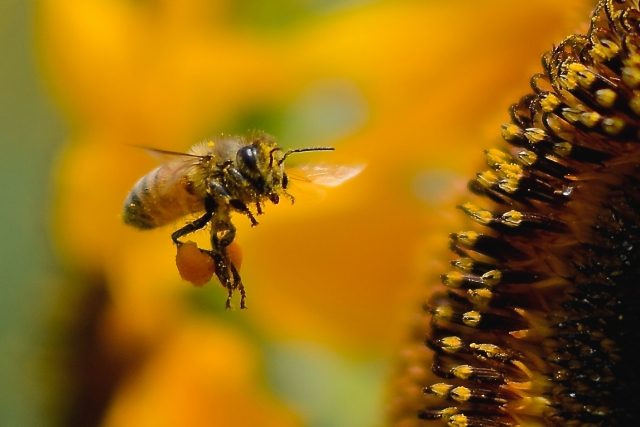 長野県のミツバチの巣駆除・撤去業者【見積無料で即日対応】