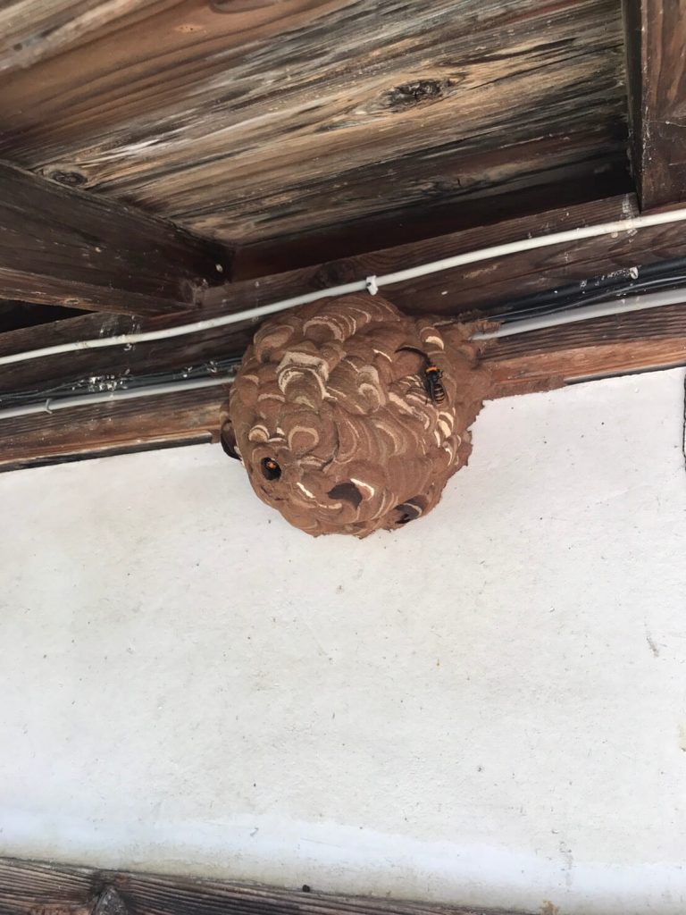 【飯山市旭】軒下に作られたハチの巣の駆除！刺傷被害の再発防止！