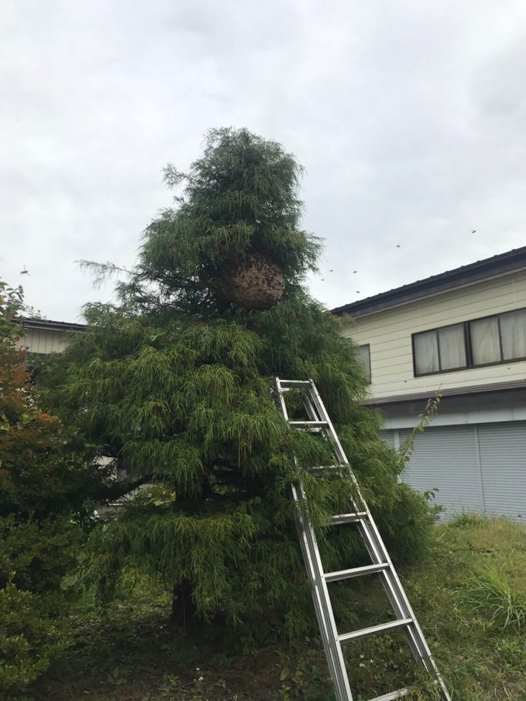 飯山市　庭木に出来たハチの巣の駆除